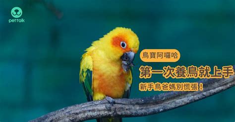 月輪鸚鵡飼養方法|第一次養鳥就上手！各種鸚鵡特點怎麼選？獸醫師：新。